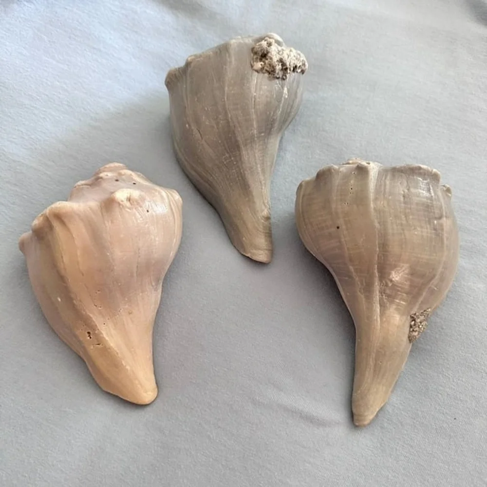 Natural Conch Shells,  Set of 3, each 5